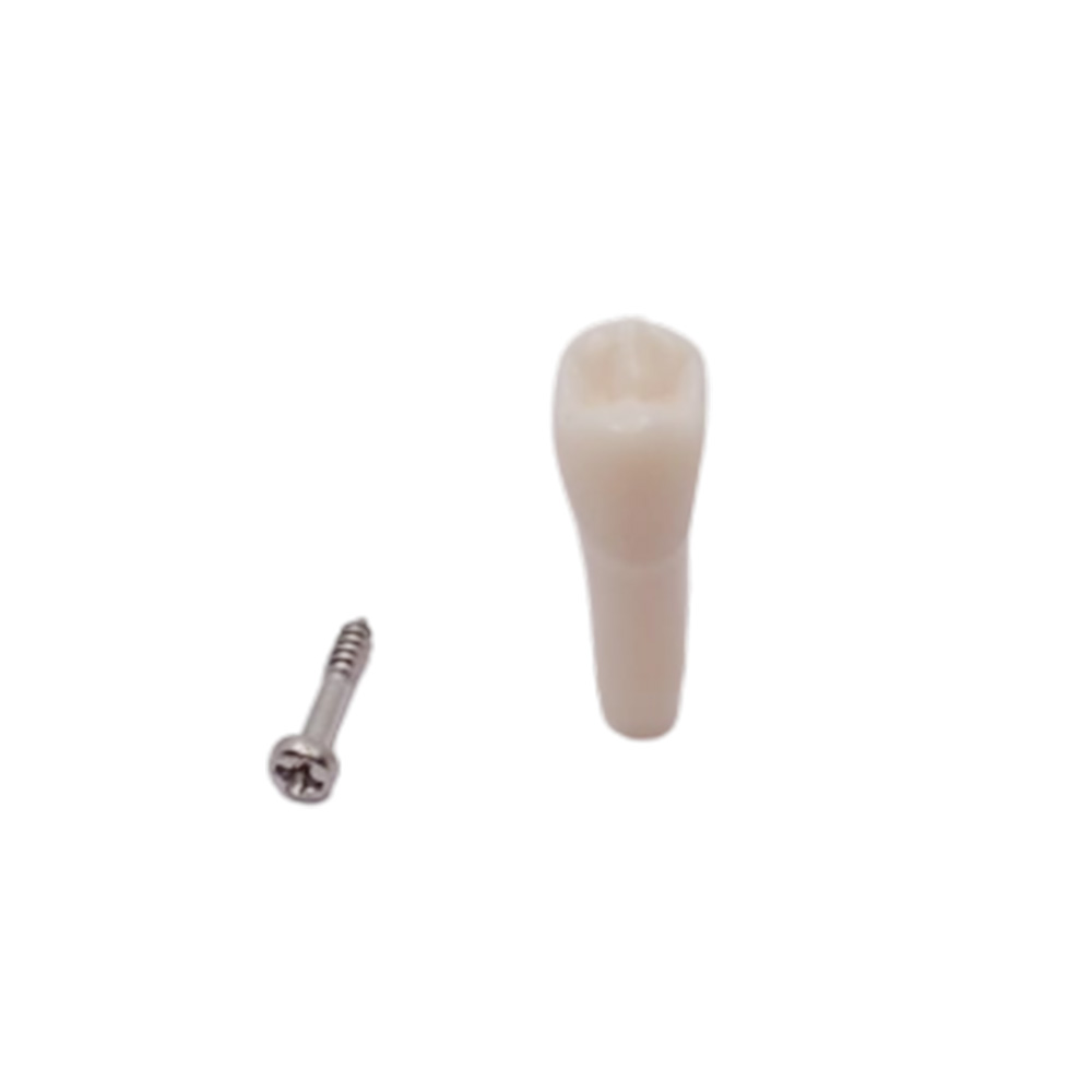 iDENTical Typodonts Upper Right Second Premolar For Frasaco Type Jaw Set Individual M8022 - 15