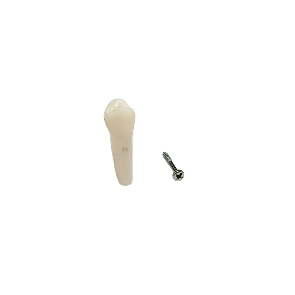 iDENTical Typodonts Upper Left First Premolar For Frasaco Type Jaw Set Individual M8022 - 24