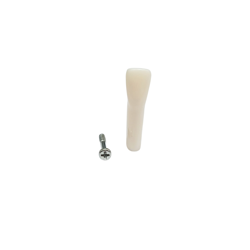 iDENTical Typodonts Lower Right Lateral Incisor For Frasaco Type Jaw Set Individual M8022 - 42