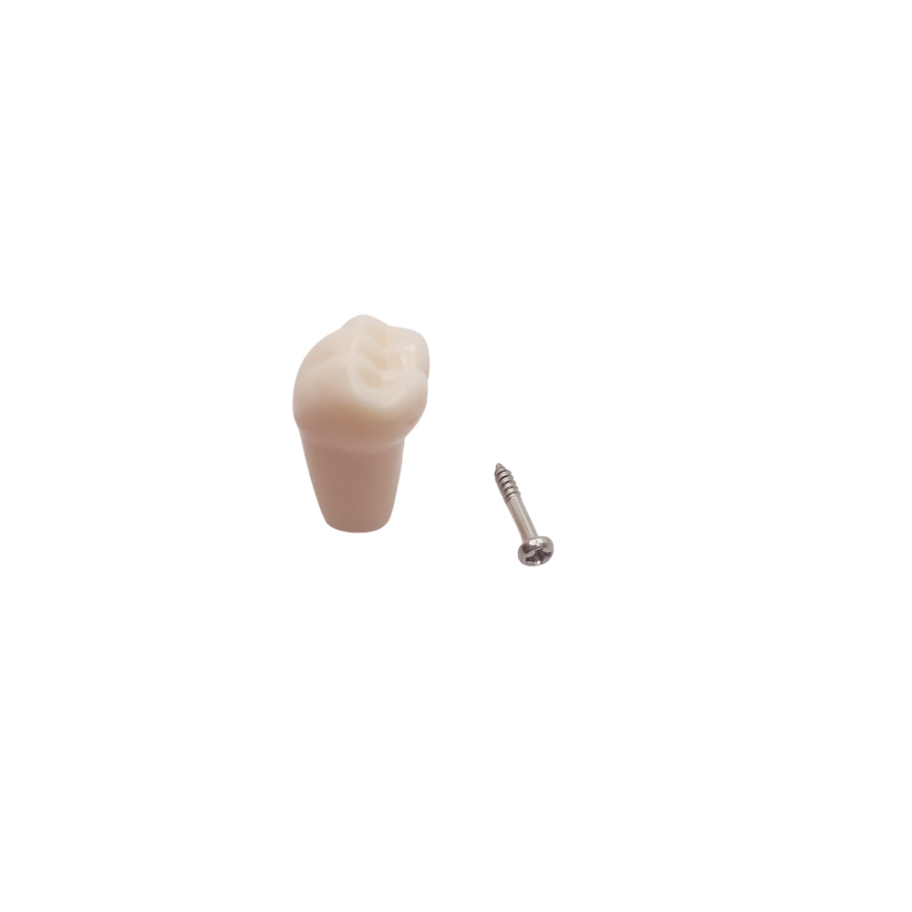 iDENTical Typodonts Lower Right First Molar For Frasaco Type Jaw Set Individual M8022 - 46