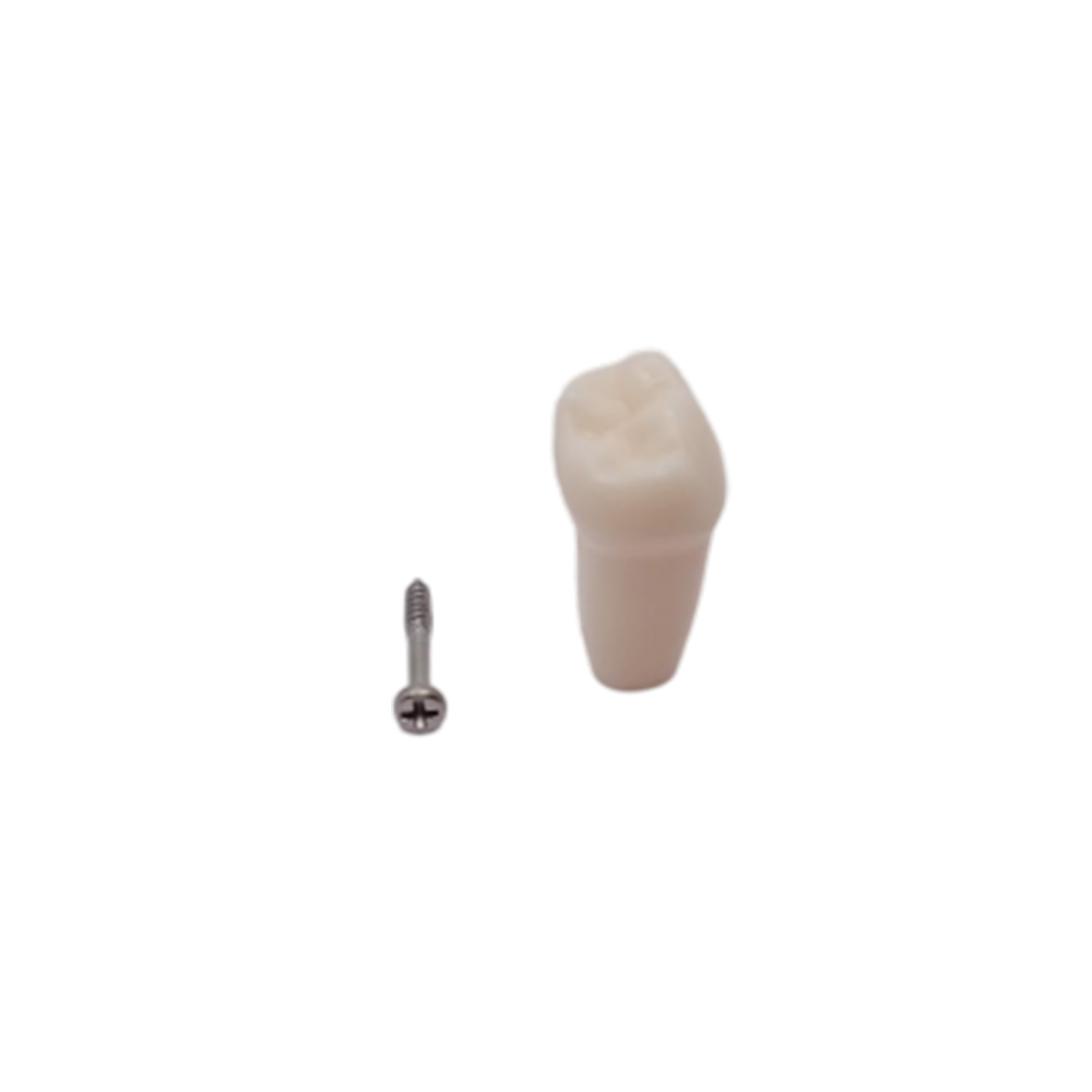 iDENTical Typodonts Lower Right Third Molar For Frasaco Type Jaw Set Individual M8022 - 48