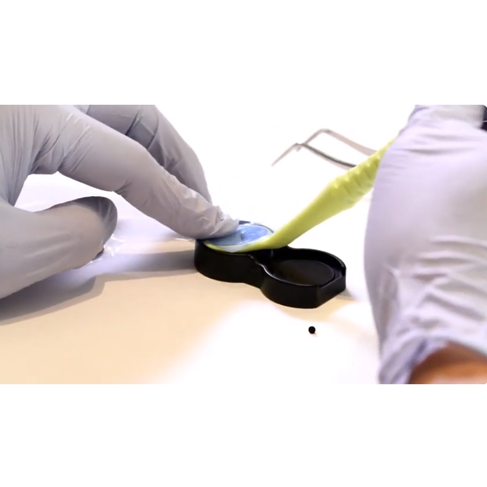 Younique M2 Rainbow Dental Mirror With Endo Gauge