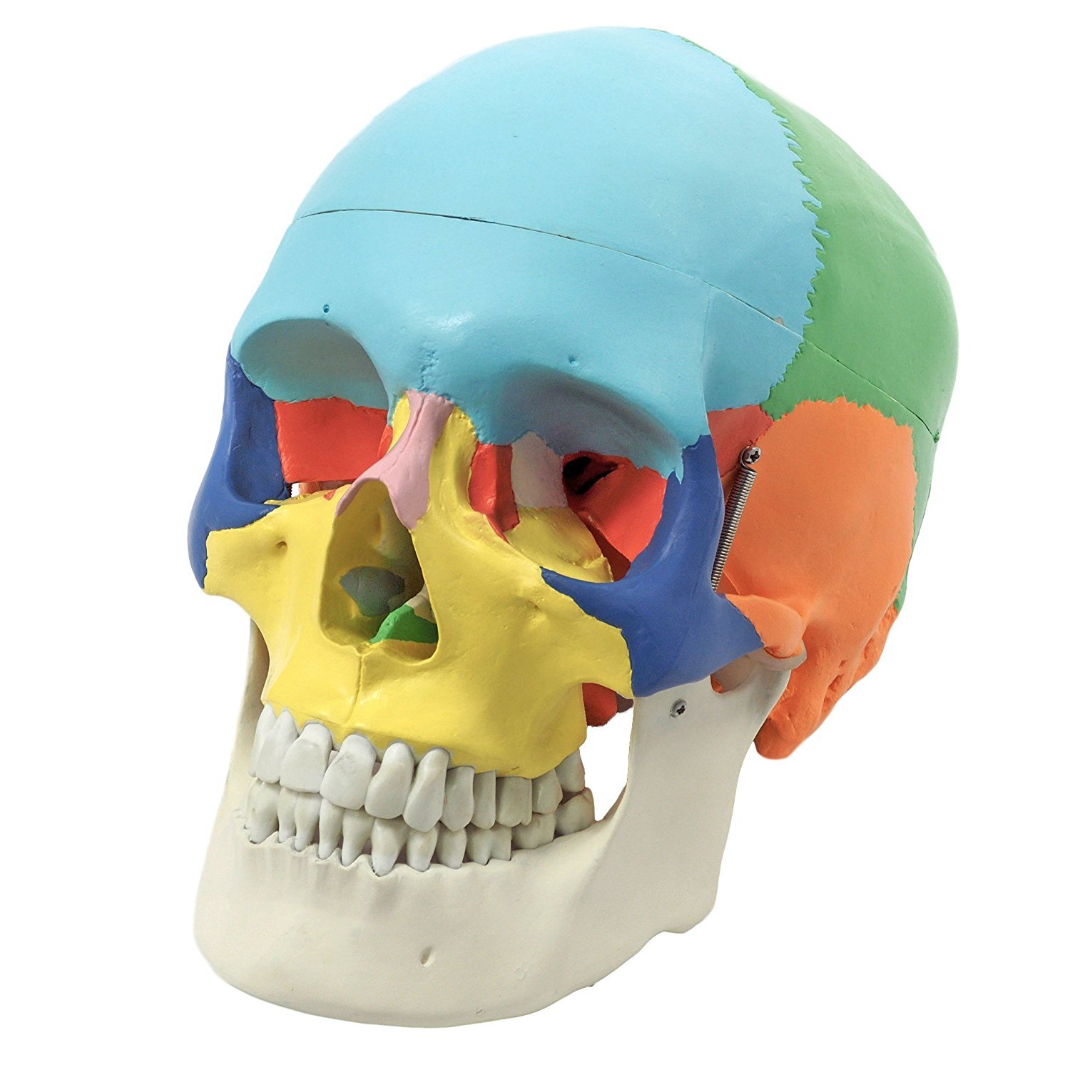 iDENTical Anatomical Skull Model Colored M5005