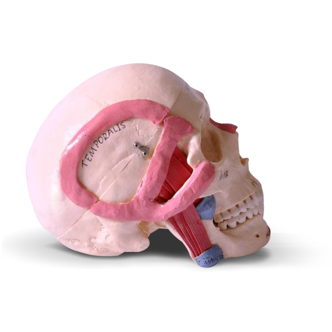 iDENTical Skull Model with Muscle Attachments M5009