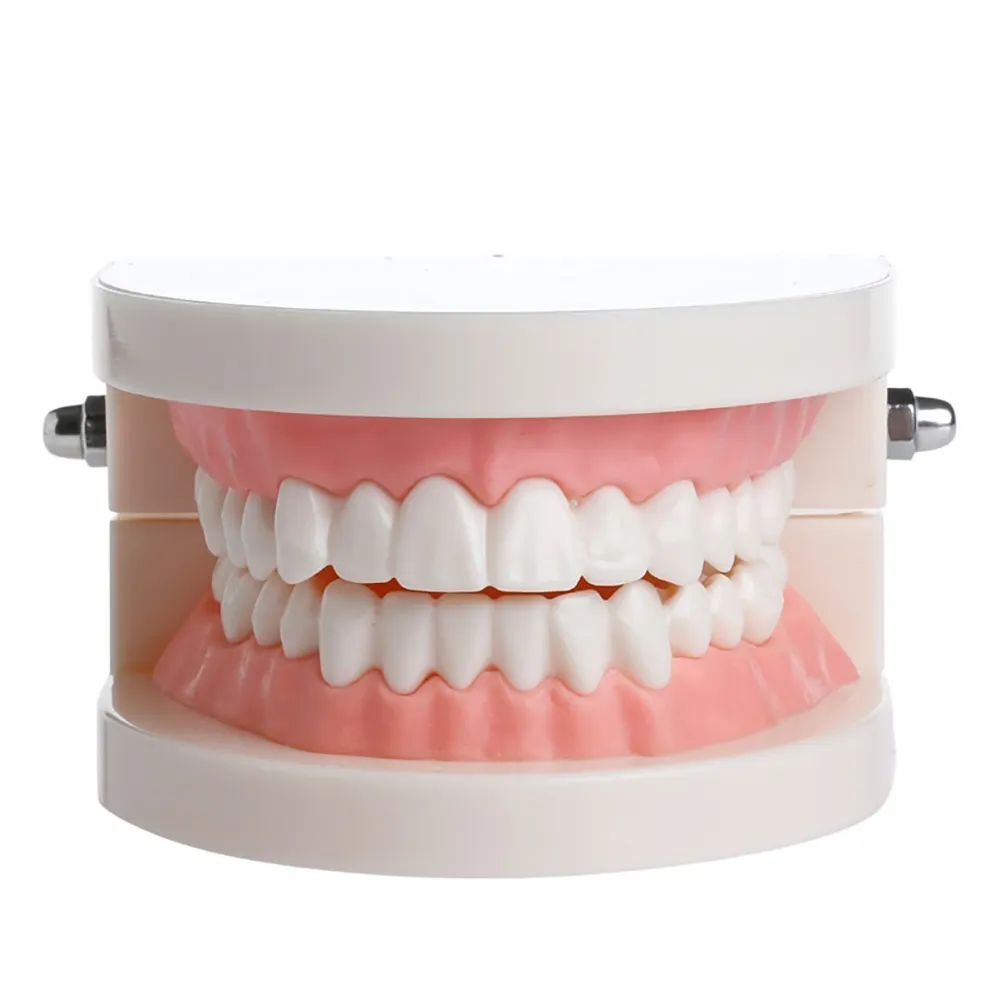iDENTical Dental Model For Patient Education MD-105 Online at Best ...