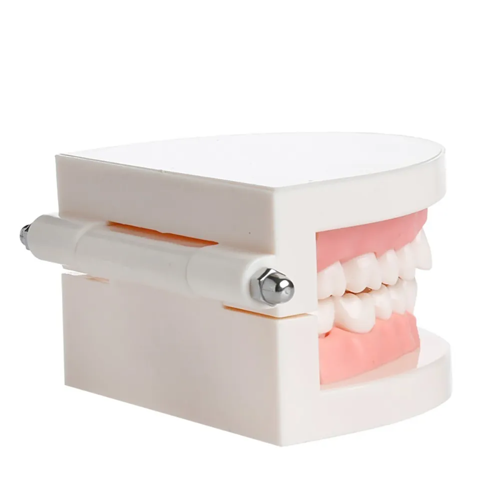 iDENTical Dental Model For Patient Education MD-105 Online at Best ...
