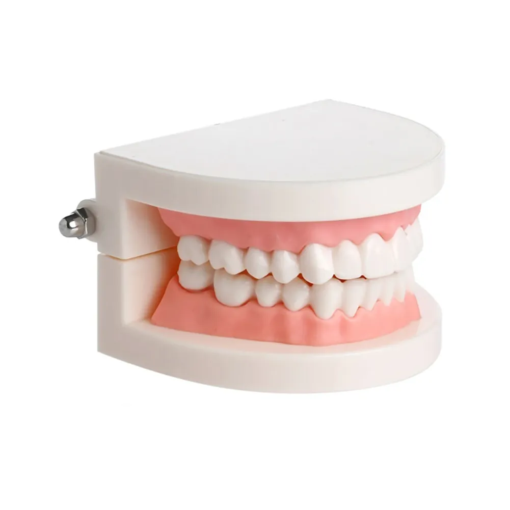 iDENTical Dental Model For Patient Education MD-105 Online at Best ...