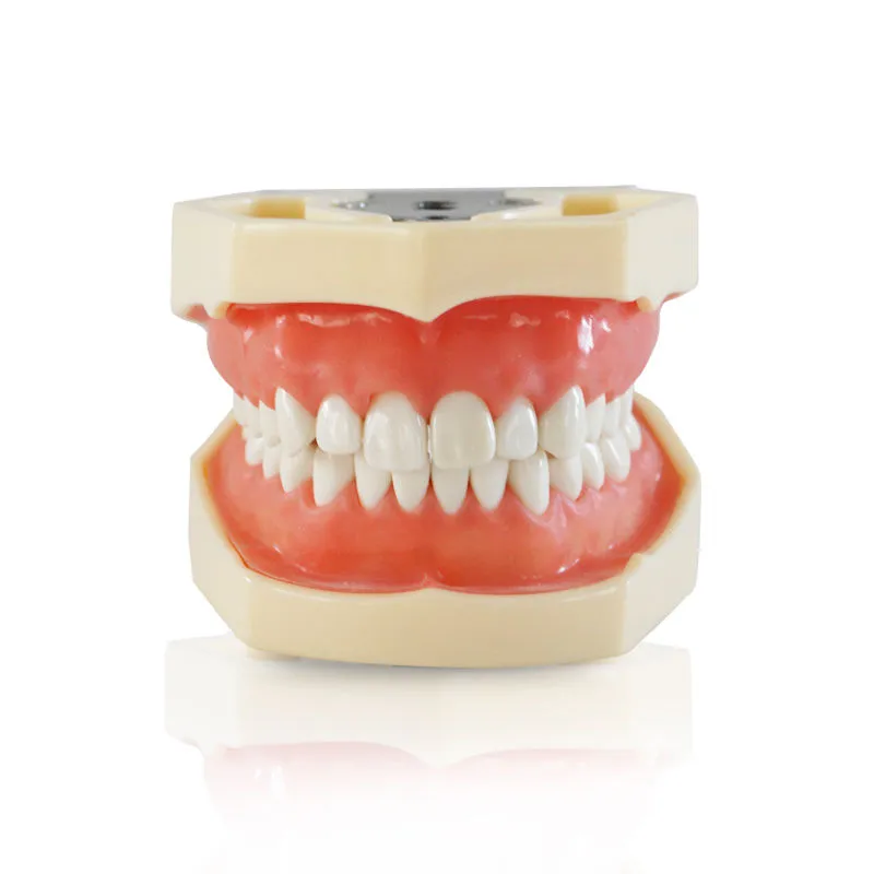 iDENTical Nissin Type Typodont Jaw Set M8011	