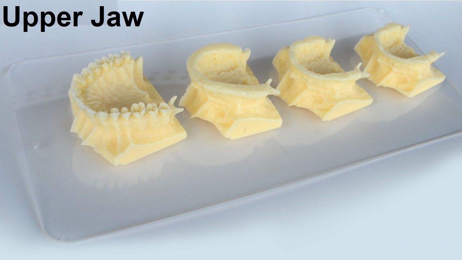 iDENTical The Development of Upper Jaw Model M5002-U