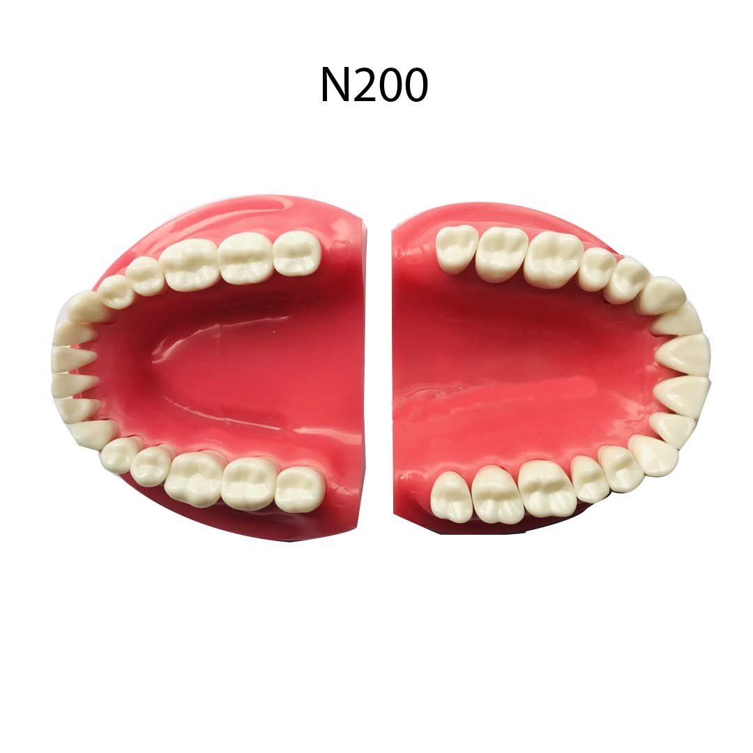 API Jaw Set with Typodonts - N200
