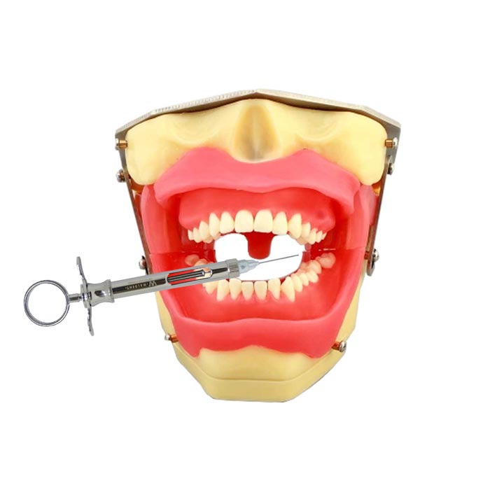 iDENTical Oral Local Anaesthesia Training Model M8020
