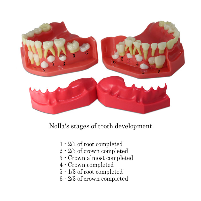 iDENTical Pediatric Development Model Age 5-9 M7012