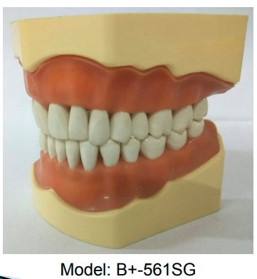 API Jaw Set with Typodonts 