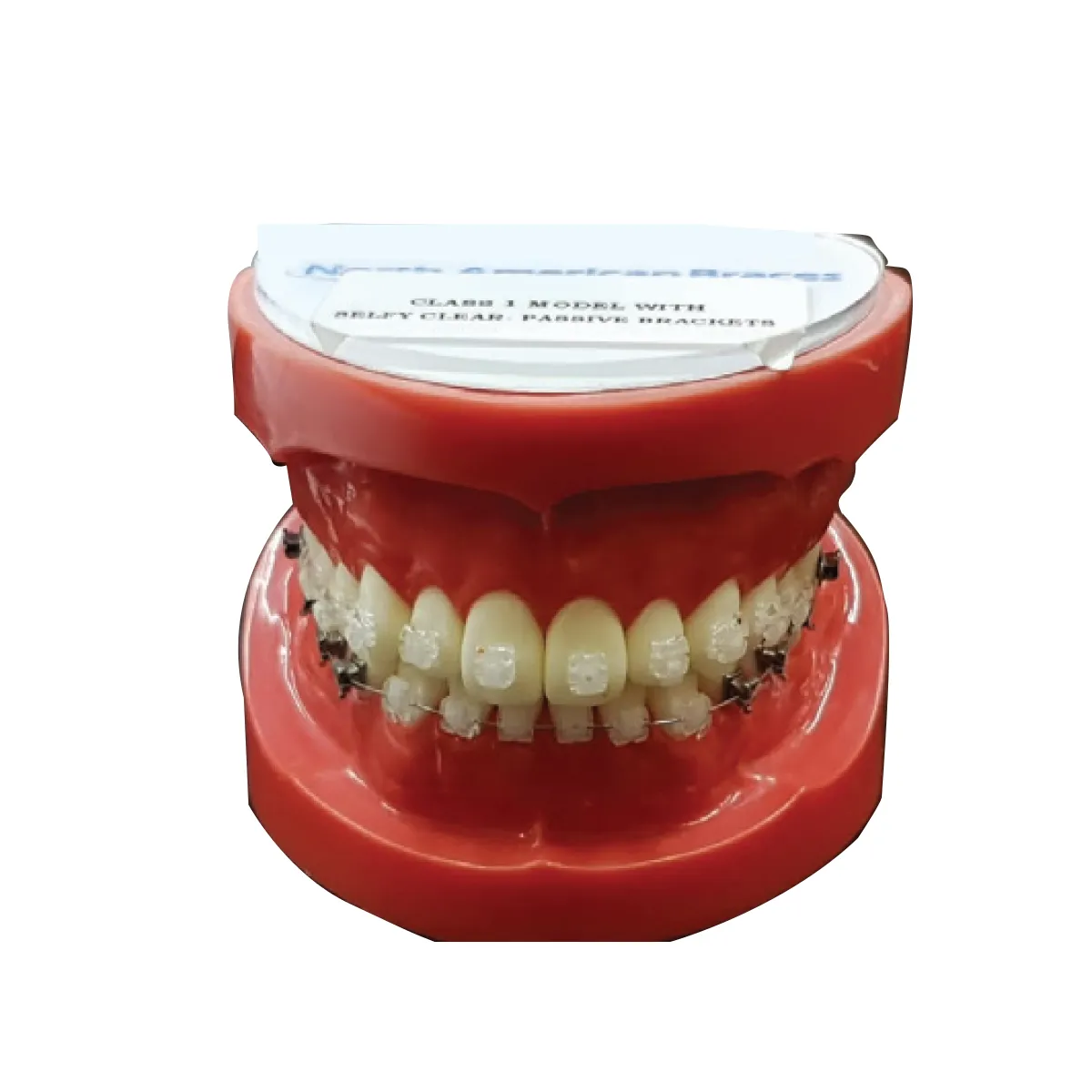 JJ Ortho Orthodontic Model With Selfy Clear