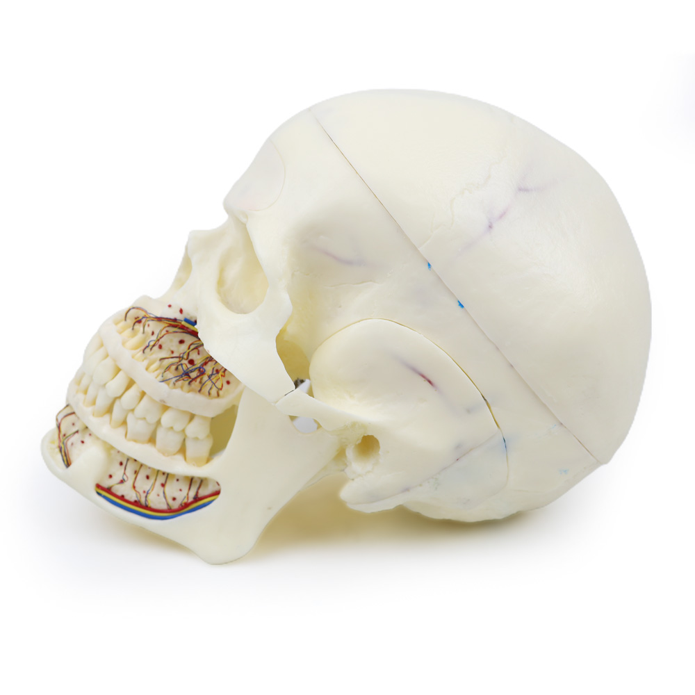 iDENTical Skull Education Model (M5007)