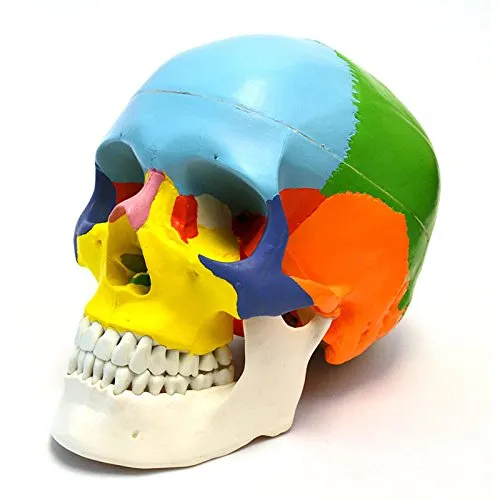 iDENTical Anatomical Skull Model Colored M5005