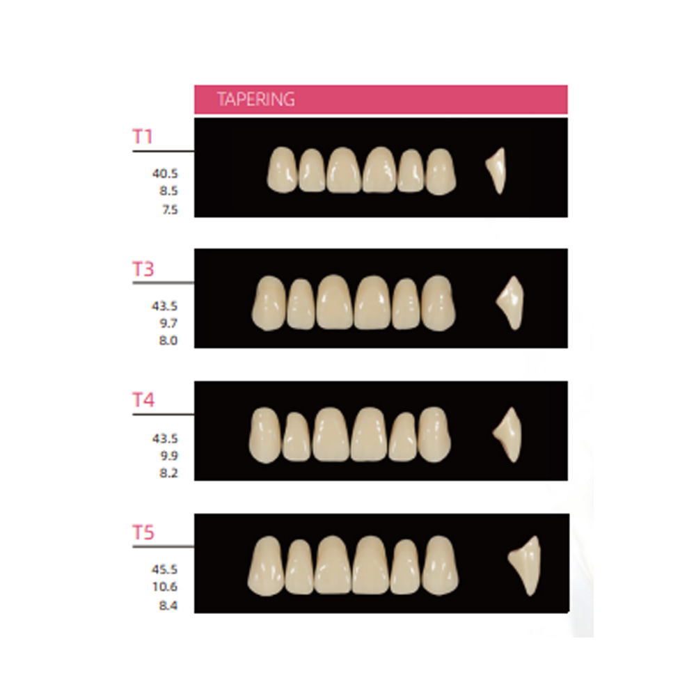 Huge Dental Sonning Acrylic Denture Teeth A1