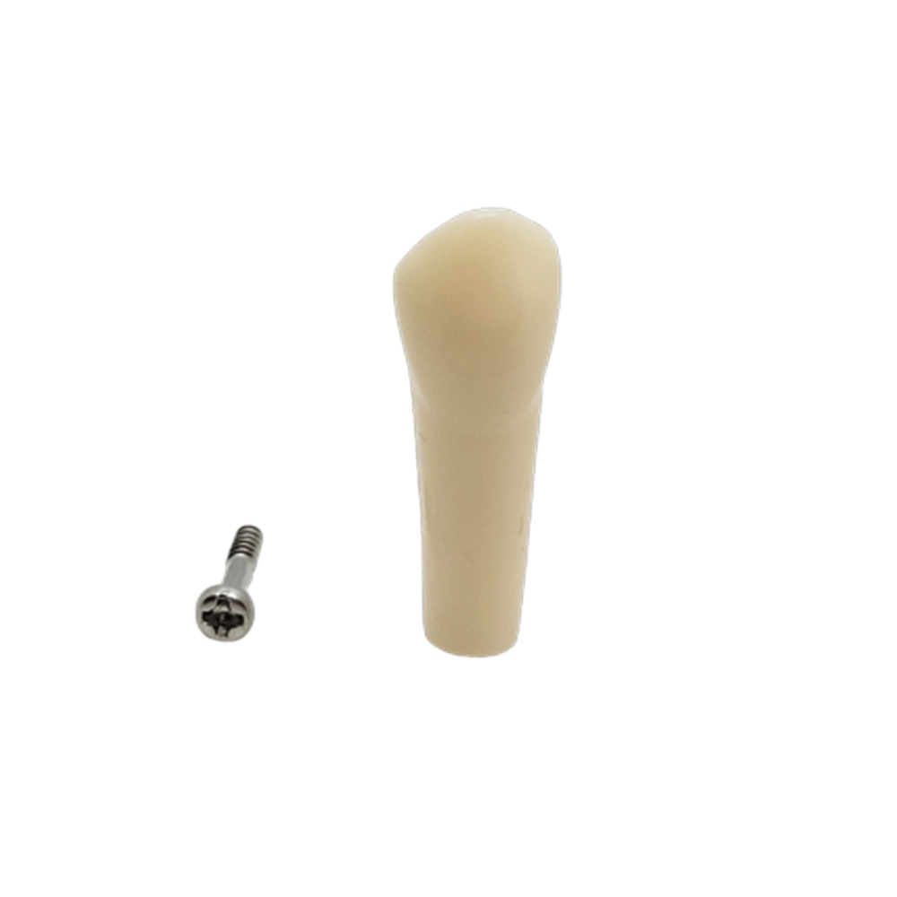 iDENTical Typodonts Upper Left Canine For Nissin Type Jaw Set - Individual - 23