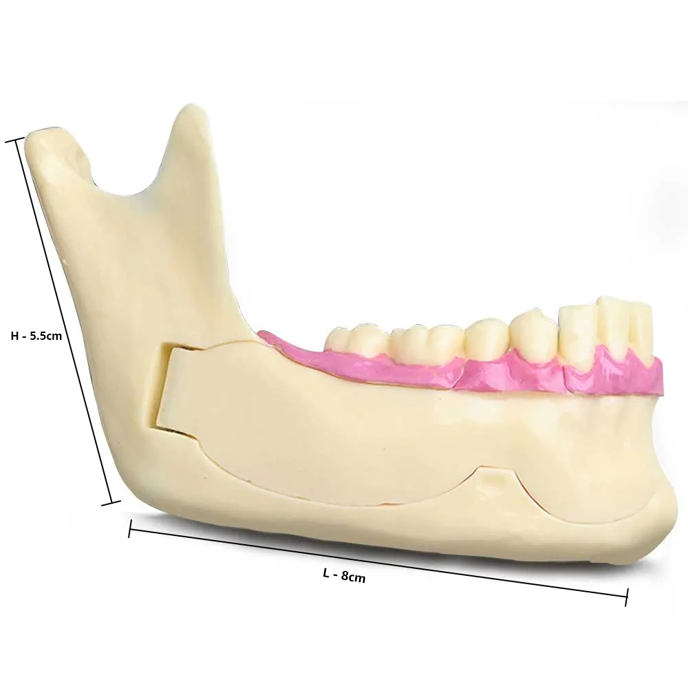 iDENTical Mandible Bone Model M4014