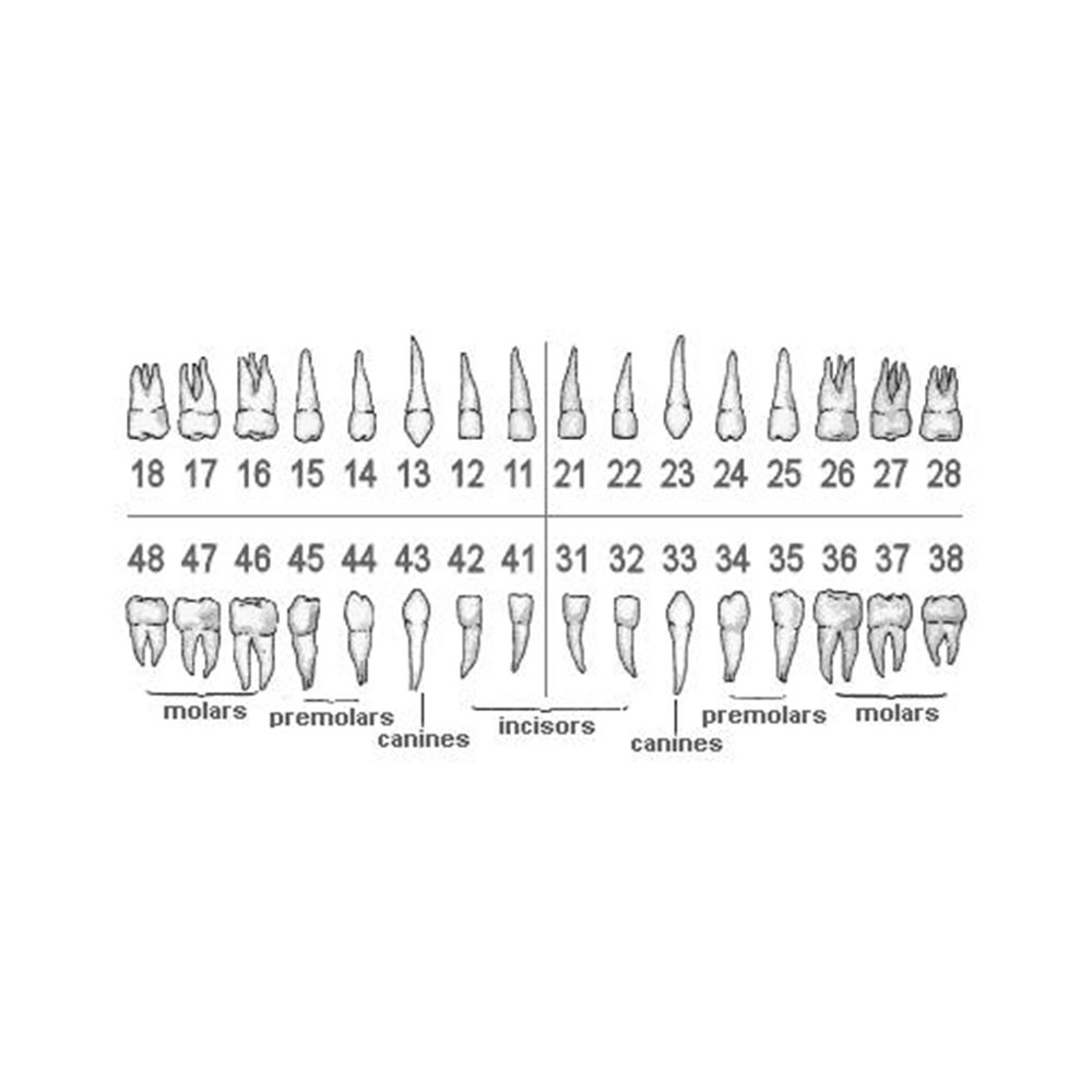IDENTical Typodonts For Nissin Type Jaw Set - Individual 