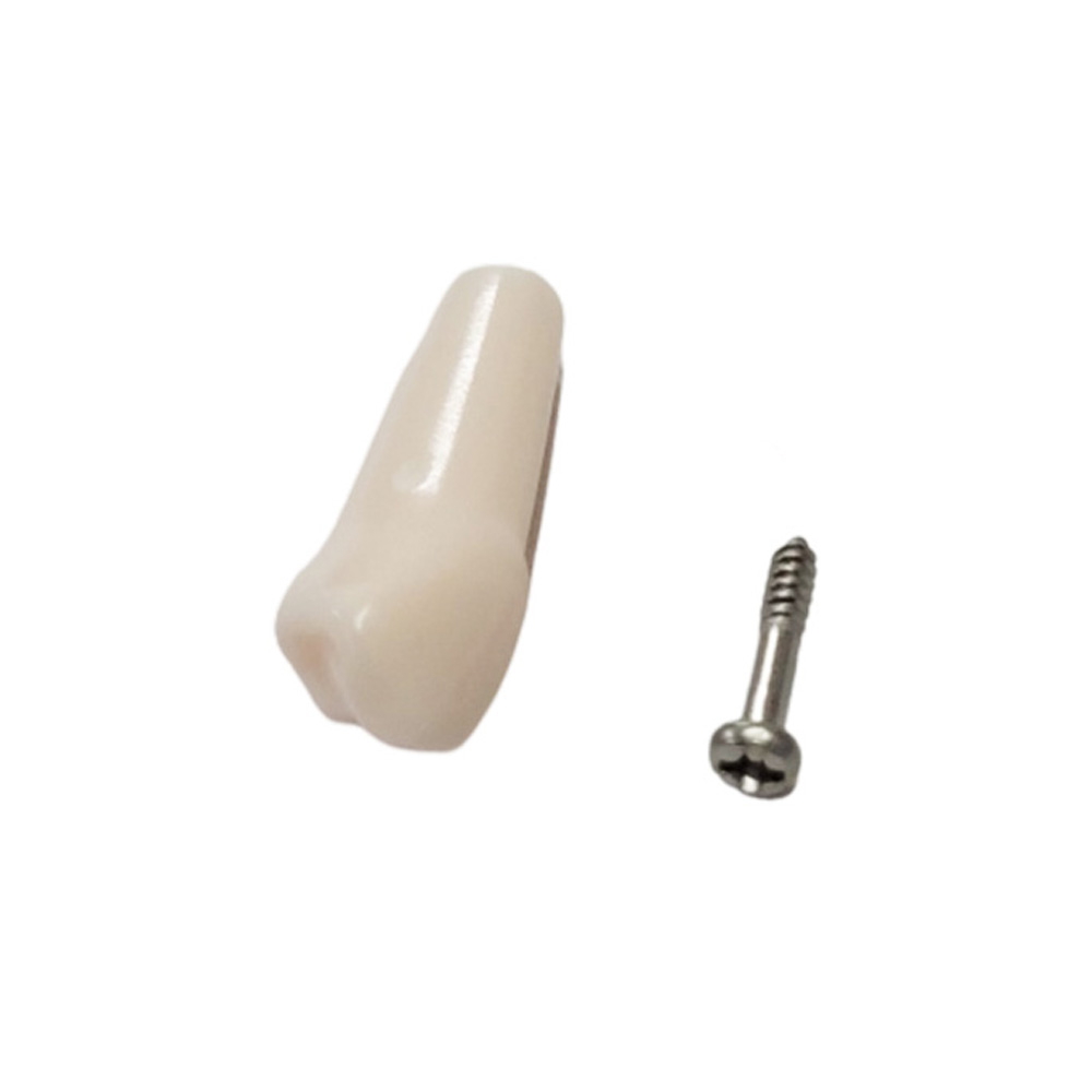 iDENTical Typodonts Lower Left First Premolar For Nissin Type Jaw Set - Individual - 34