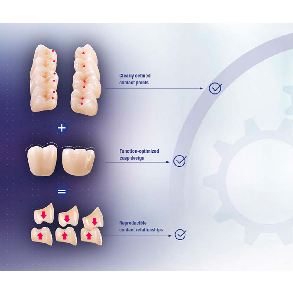 Vita MFT Denture Teeth 2M2 (Set of 28)