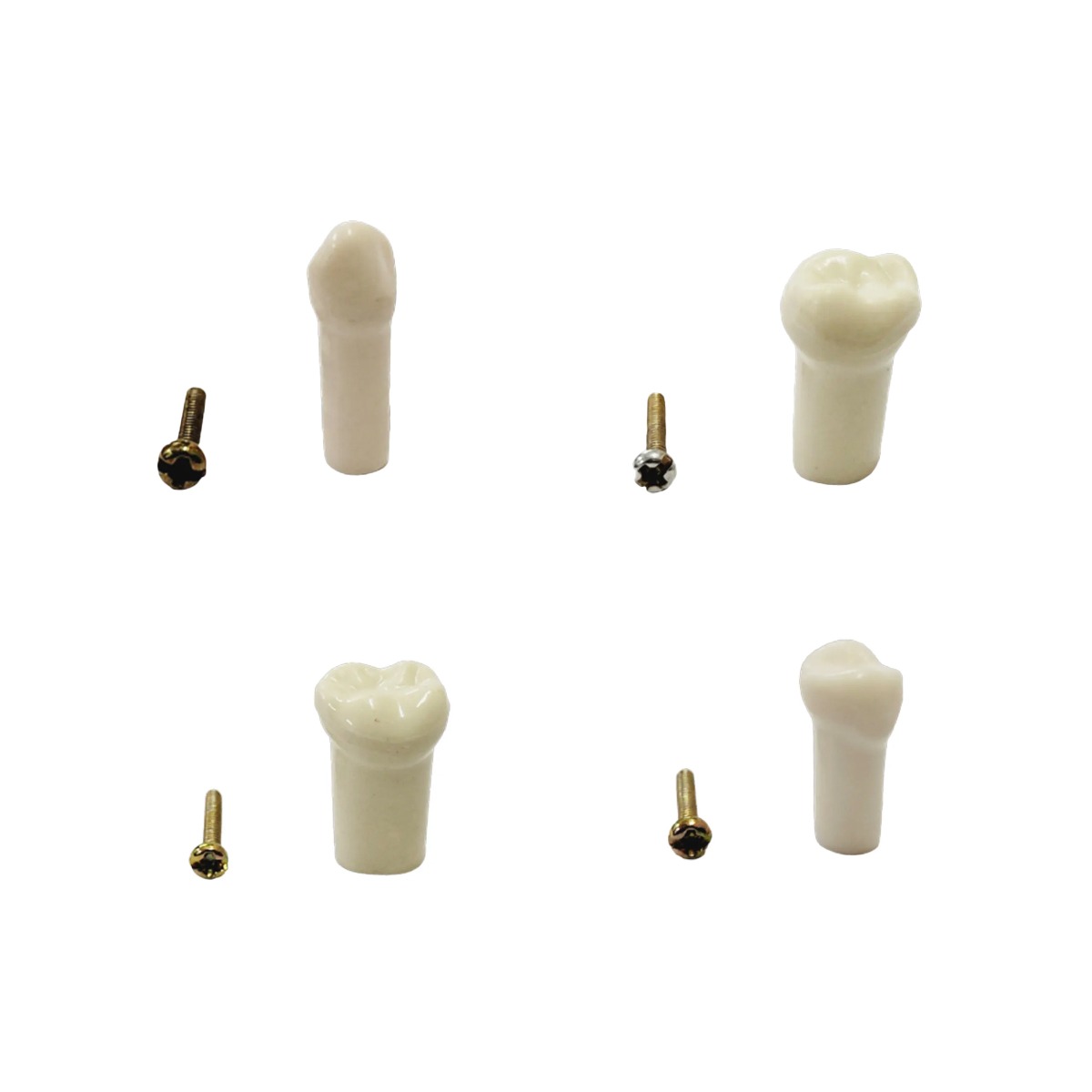 API Typodonts Individual -Pedo Size