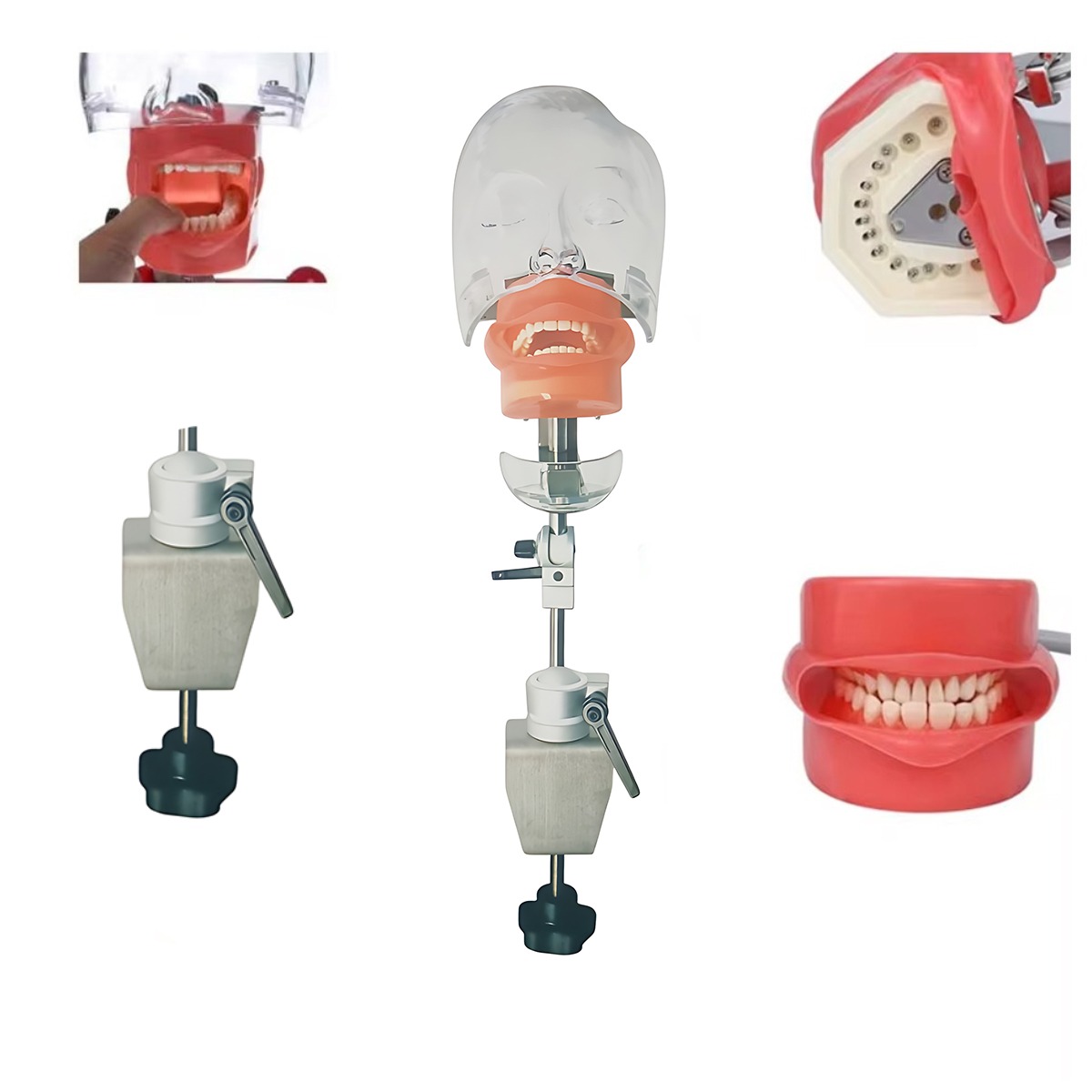 Identical Table Mount Portable Dental Manikin (M1003-3)
